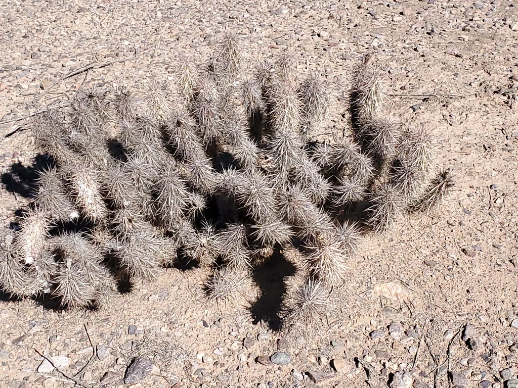 Grusonia Kunzei