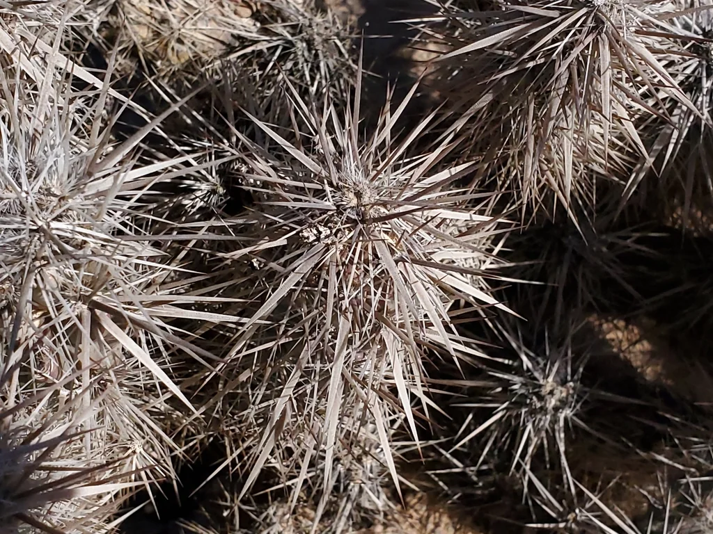 Grusonia Kunzei