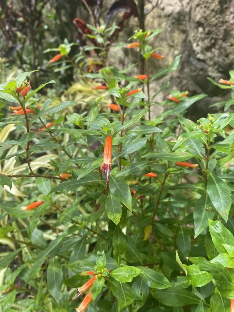 Cuphea ignea