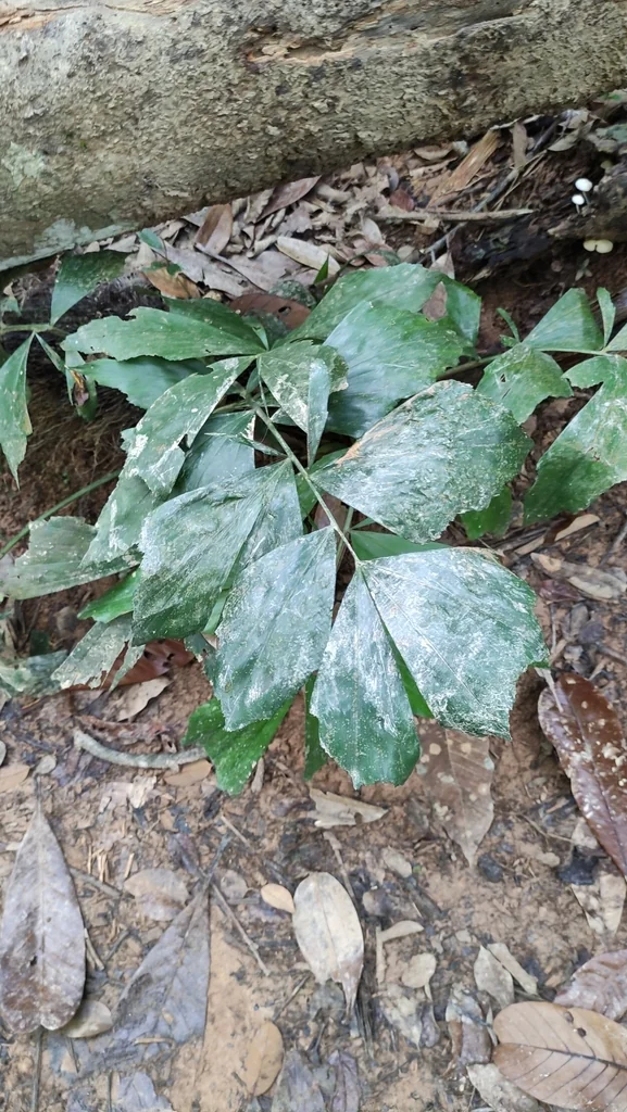 Caryota Mitis