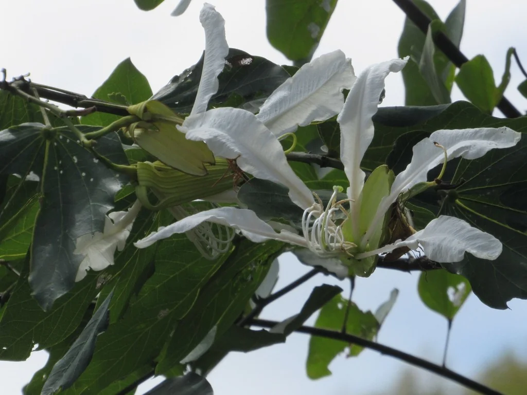 Bauhinia forficata