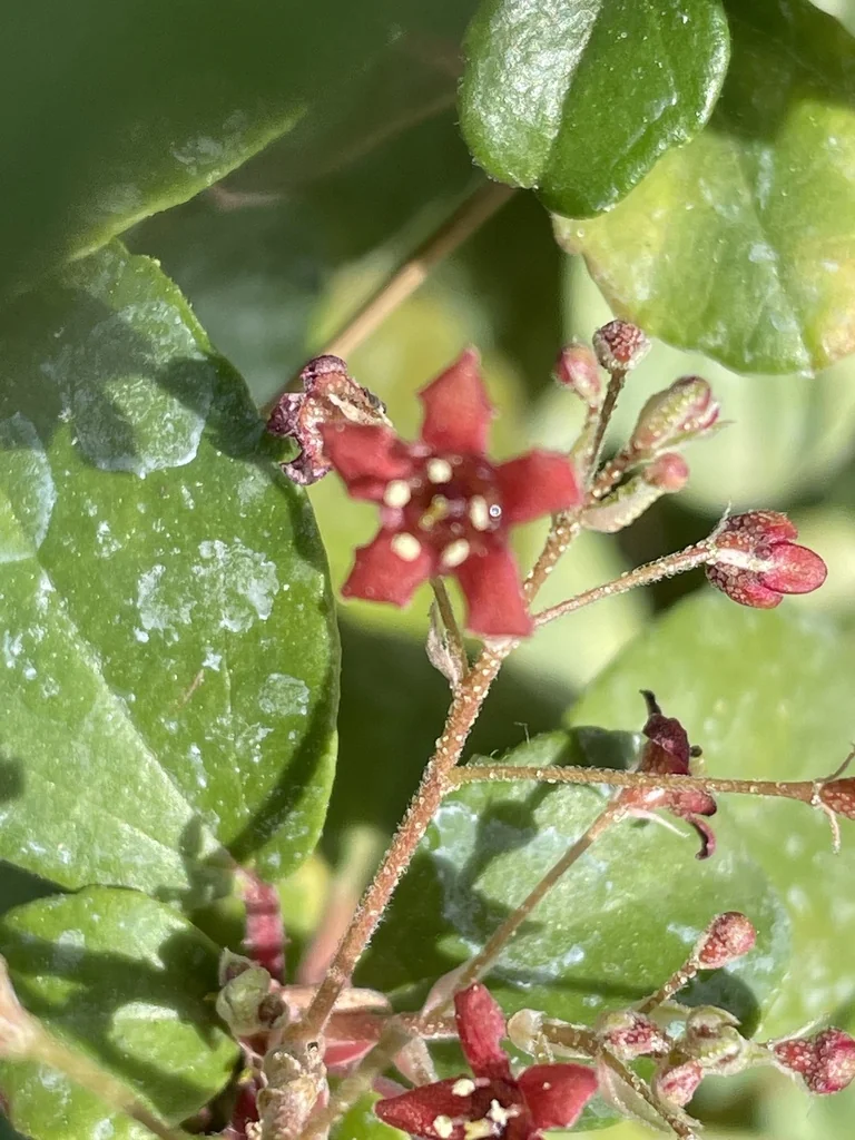 Ribes Viburnifolium