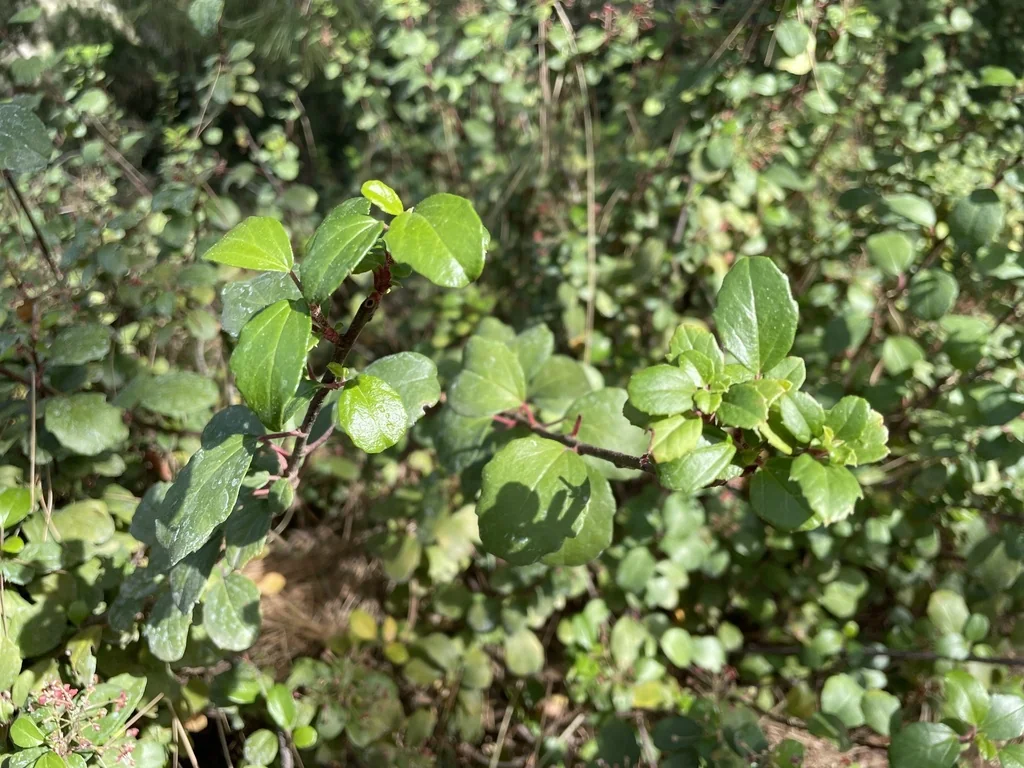Ribes Viburnifolium