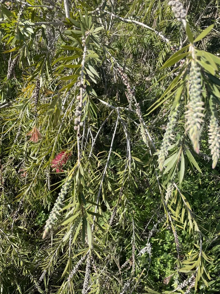 Callistemon Viminalis