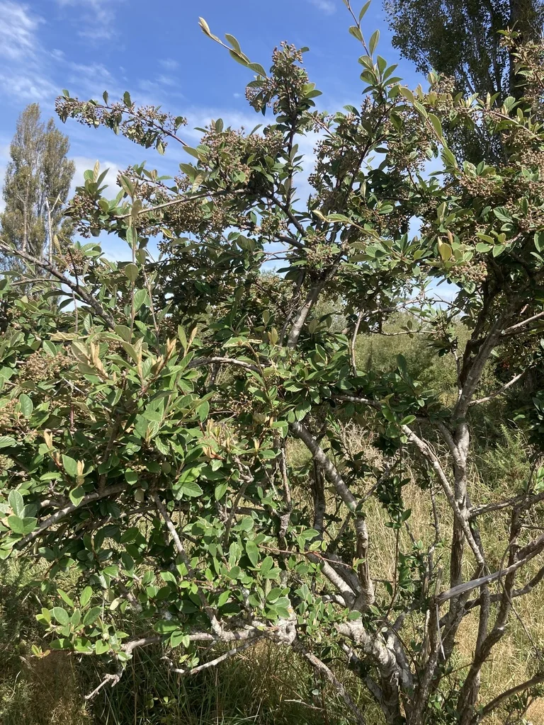 Cotoneaster Glaucophyllus