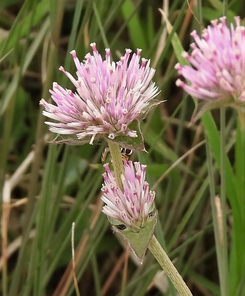 Gomphrena pulchella