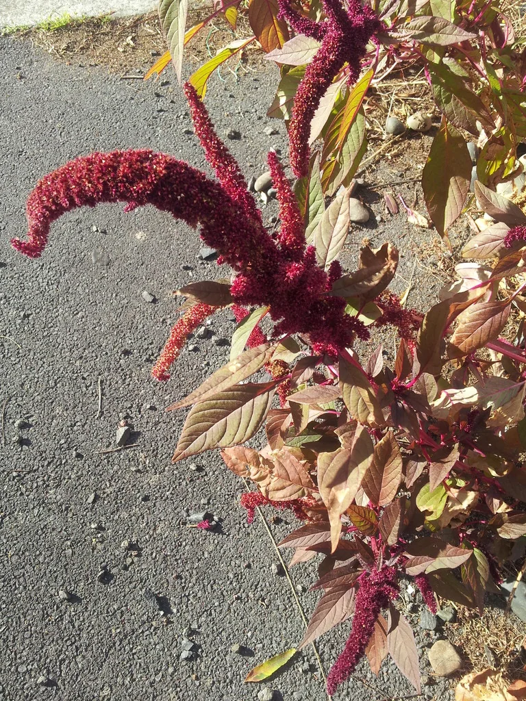 Amaranthus Caudatus