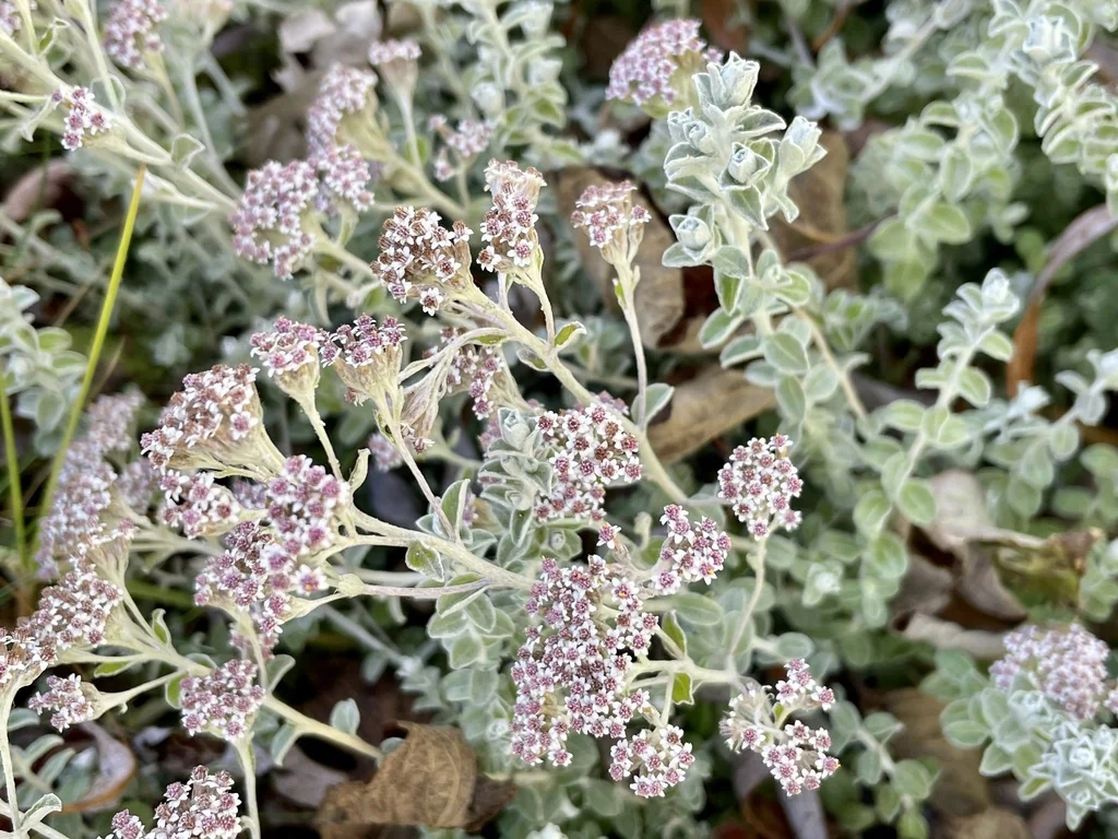 Plecostachys Serpyllifolia