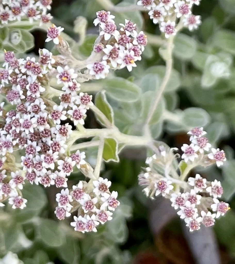 Plecostachys Serpyllifolia