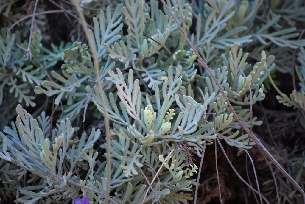 Lavandula Pinnata