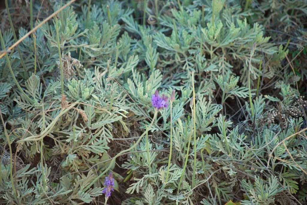 Lavandula Pinnata