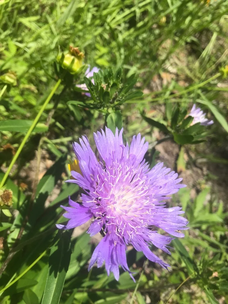 Stokesia laevis
