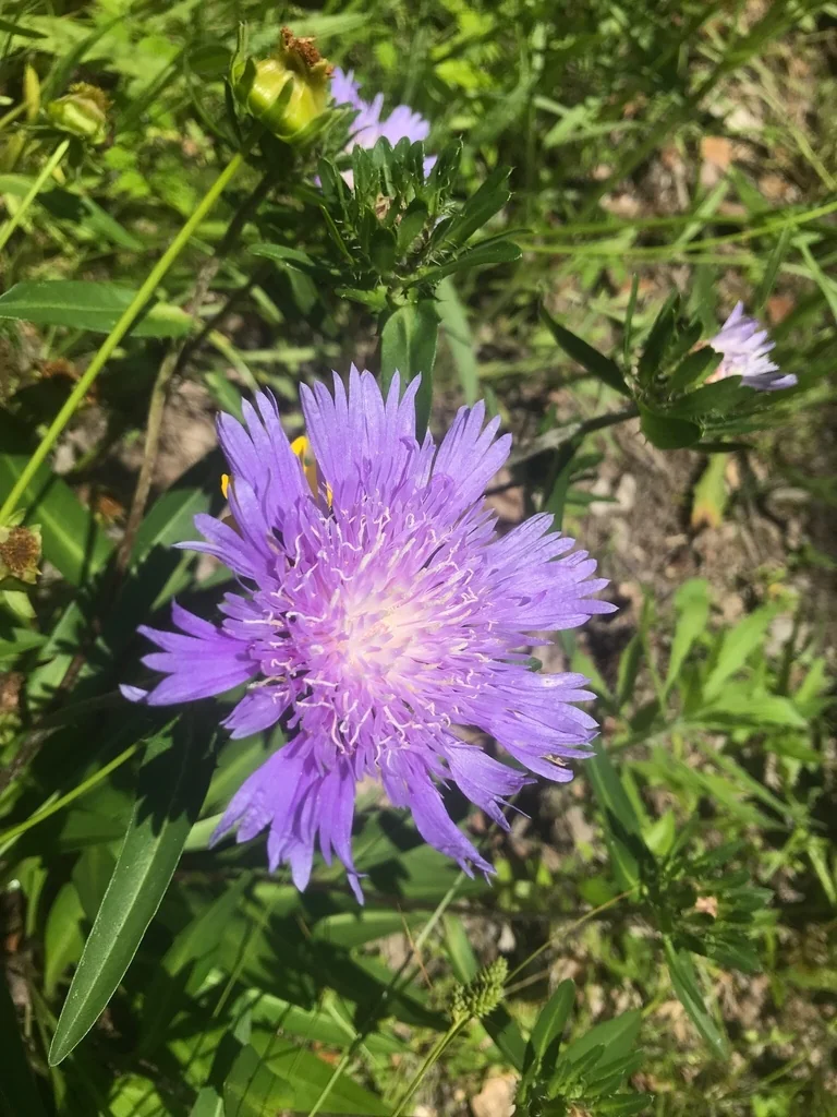 Stokesia laevis