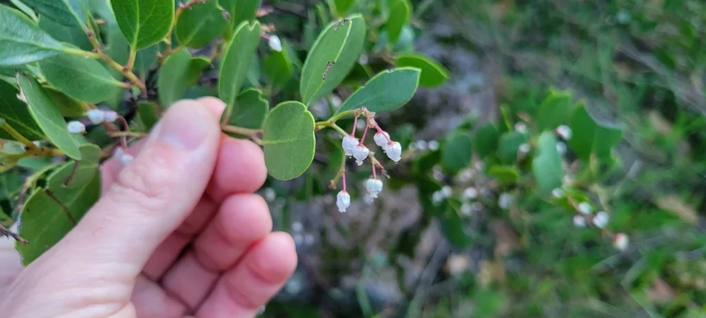 Arctostaphylos stanfordiana