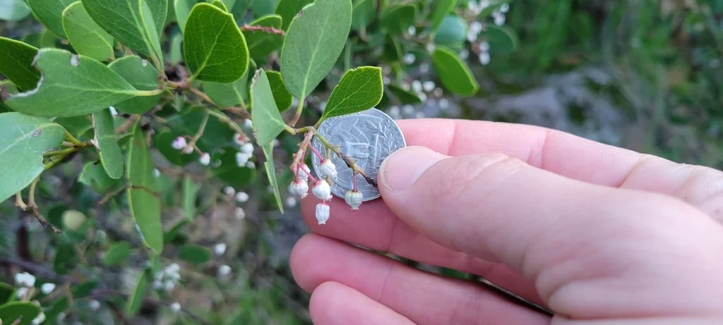 Arctostaphylos stanfordiana