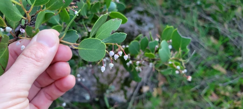 Arctostaphylos stanfordiana