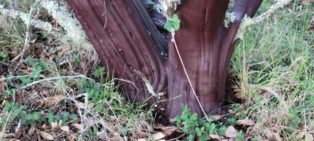 Arctostaphylos stanfordiana