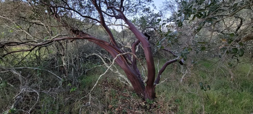 Arctostaphylos stanfordiana