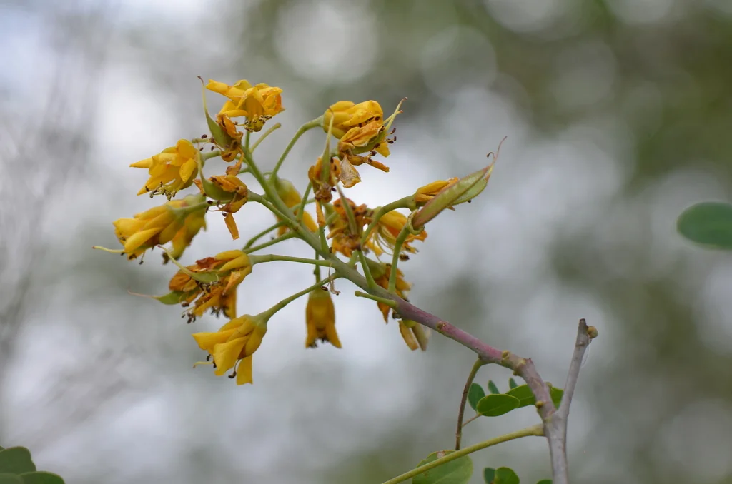 Caesalpinia Mexicana