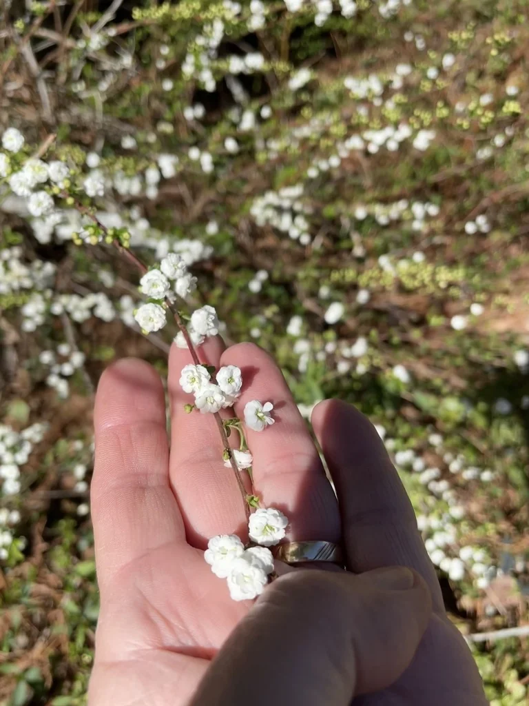 Spiraea Prunifolia