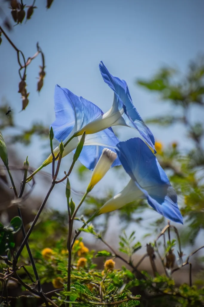 Ipomoea Tricolor
