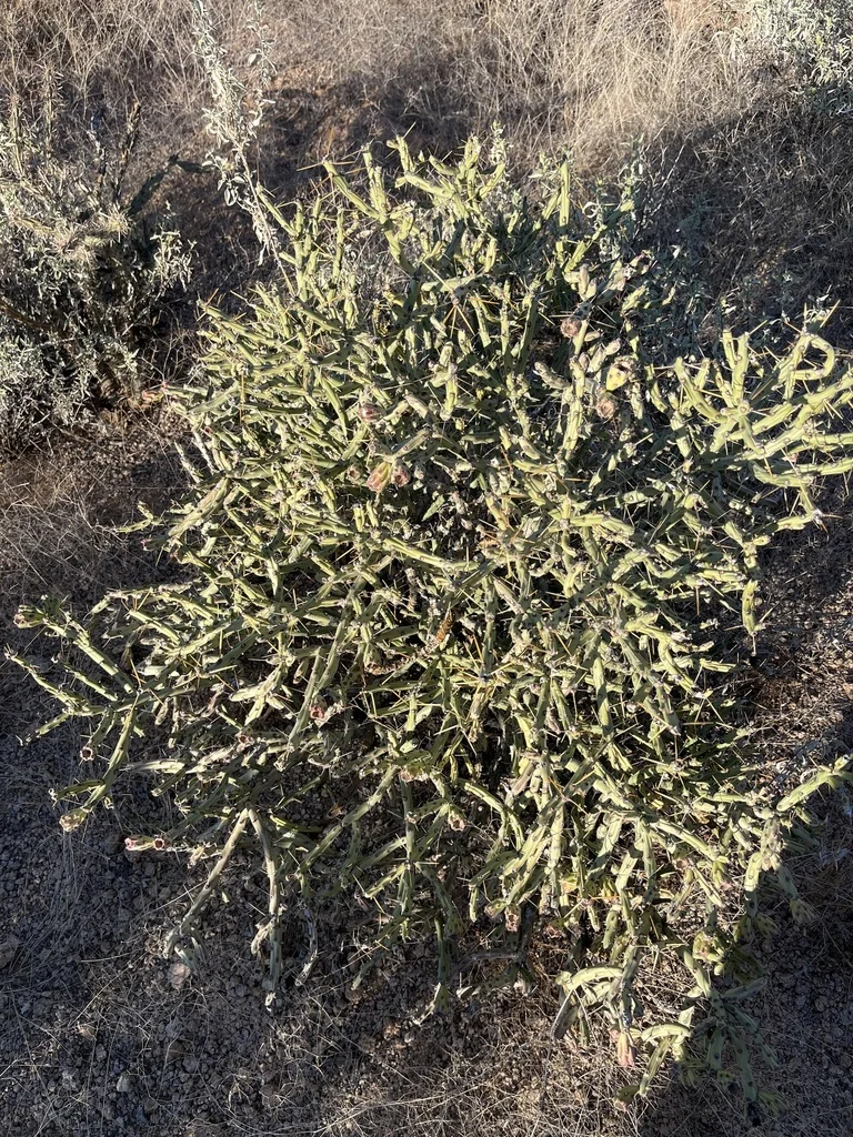 Cylindropuntia Arbuscula