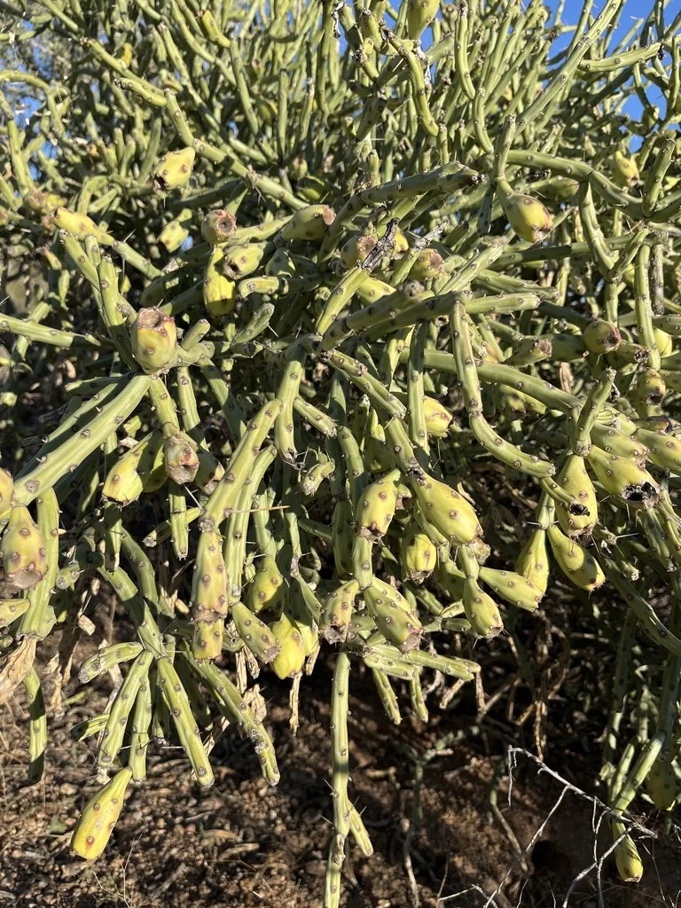 Cylindropuntia Arbuscula