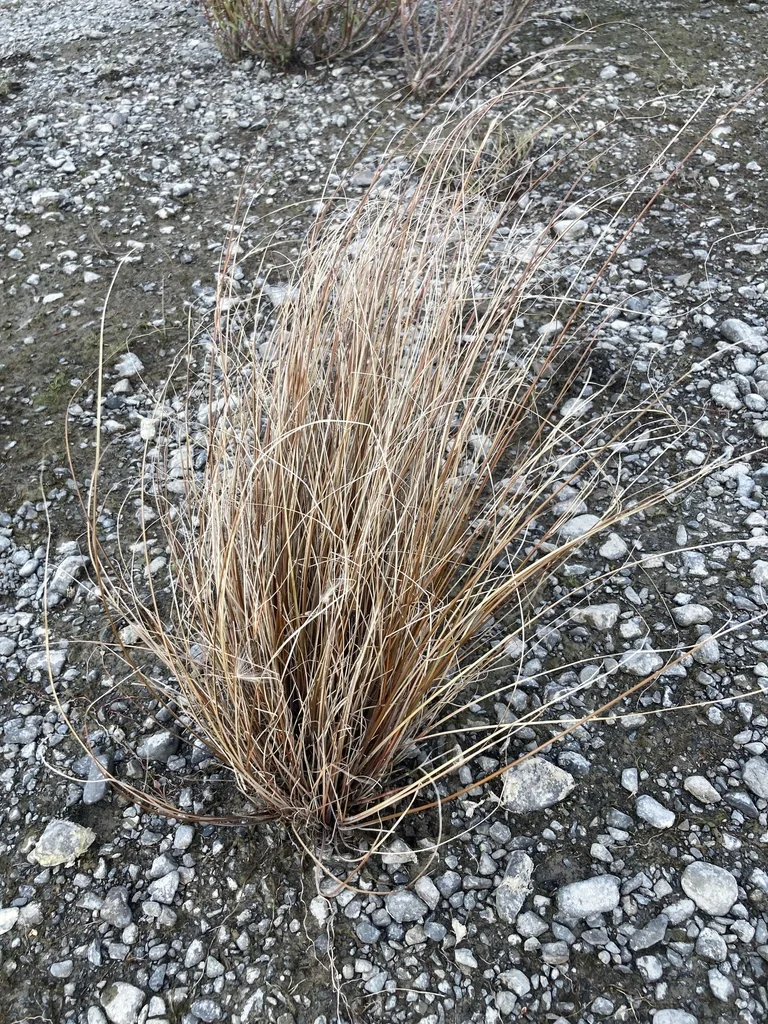 Carex Buchananii