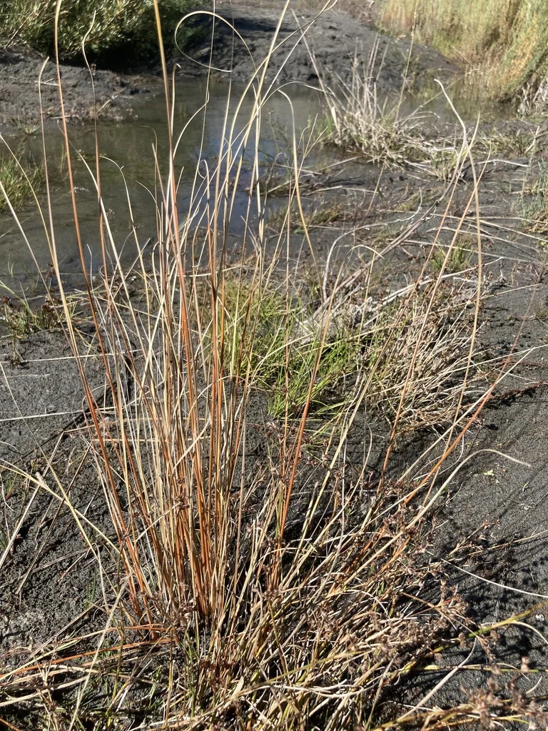 Carex Buchananii