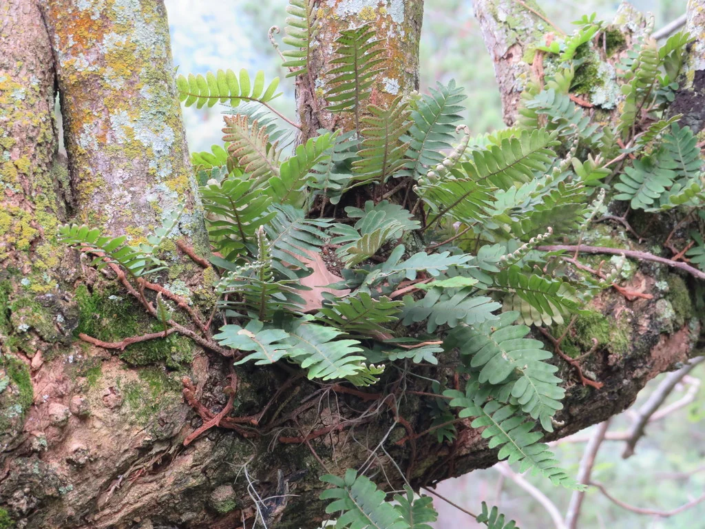 Pleopeltis polypodioides