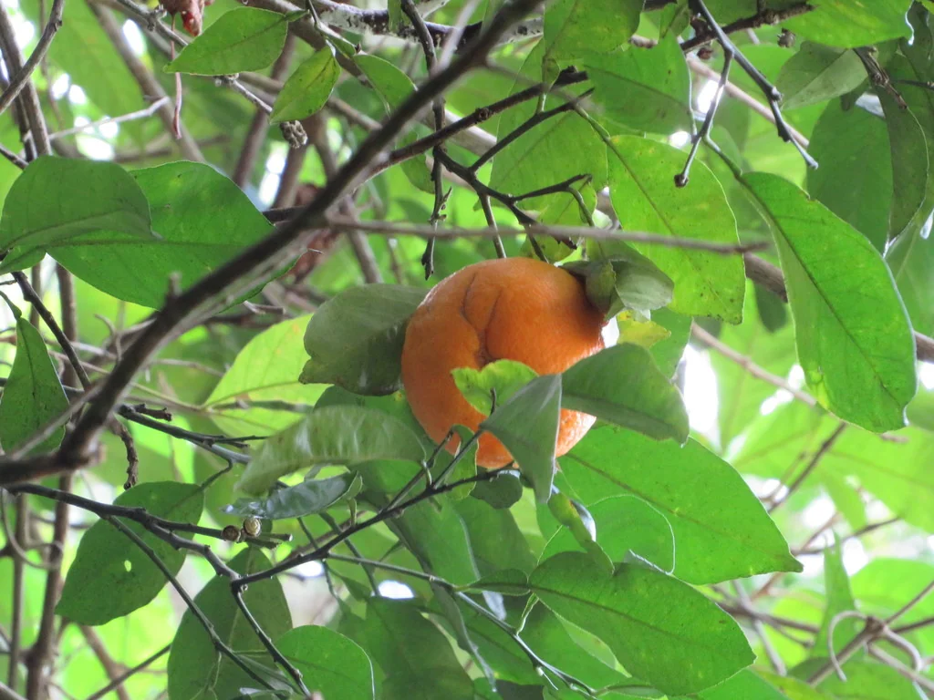 Citrus Aurantium