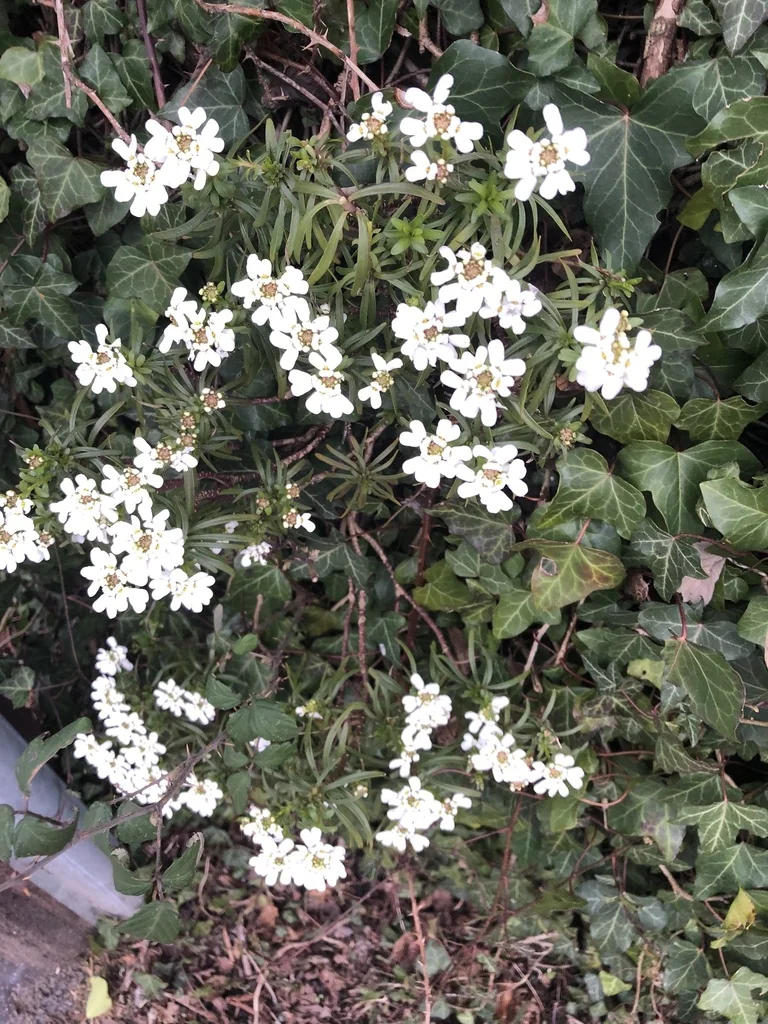 Iberis Sempervirens