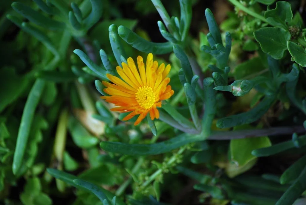 Malephora Crocea