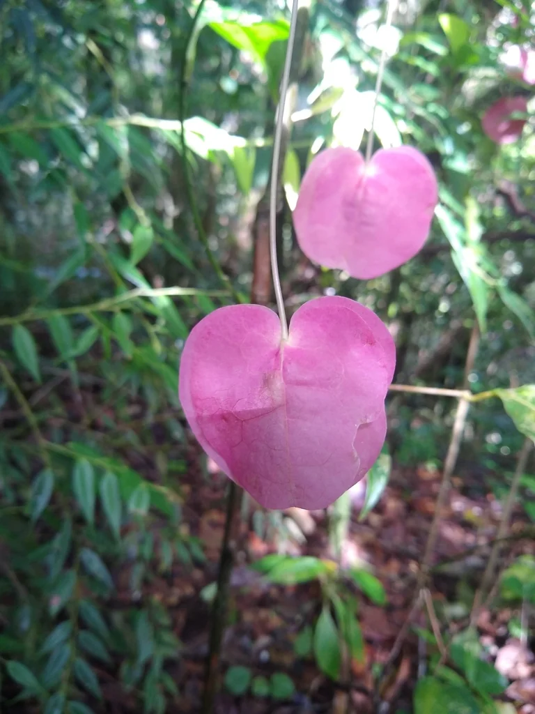 Passiflora Membranacea