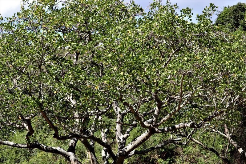 Erythrina Caffra