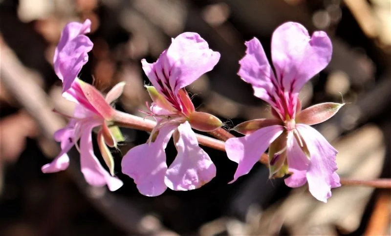 Pelargonium Peltatum