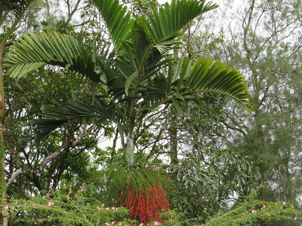 Adonidia Merrillii