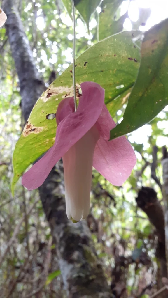 Passiflora Membranacea