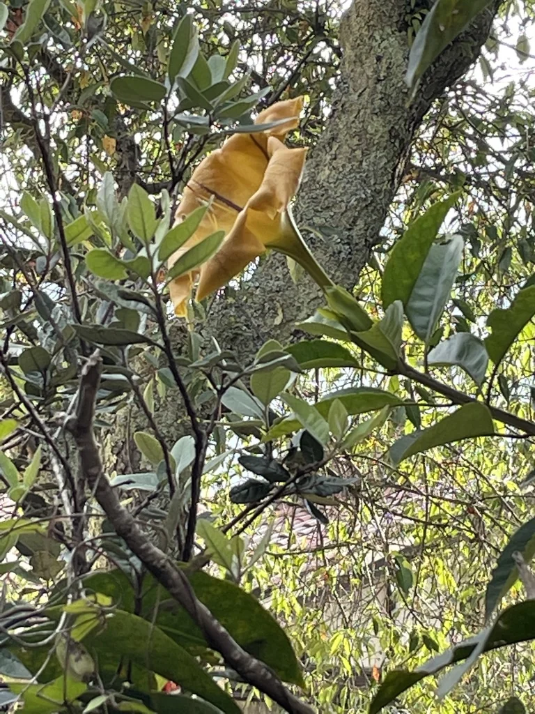Solandra Maxima