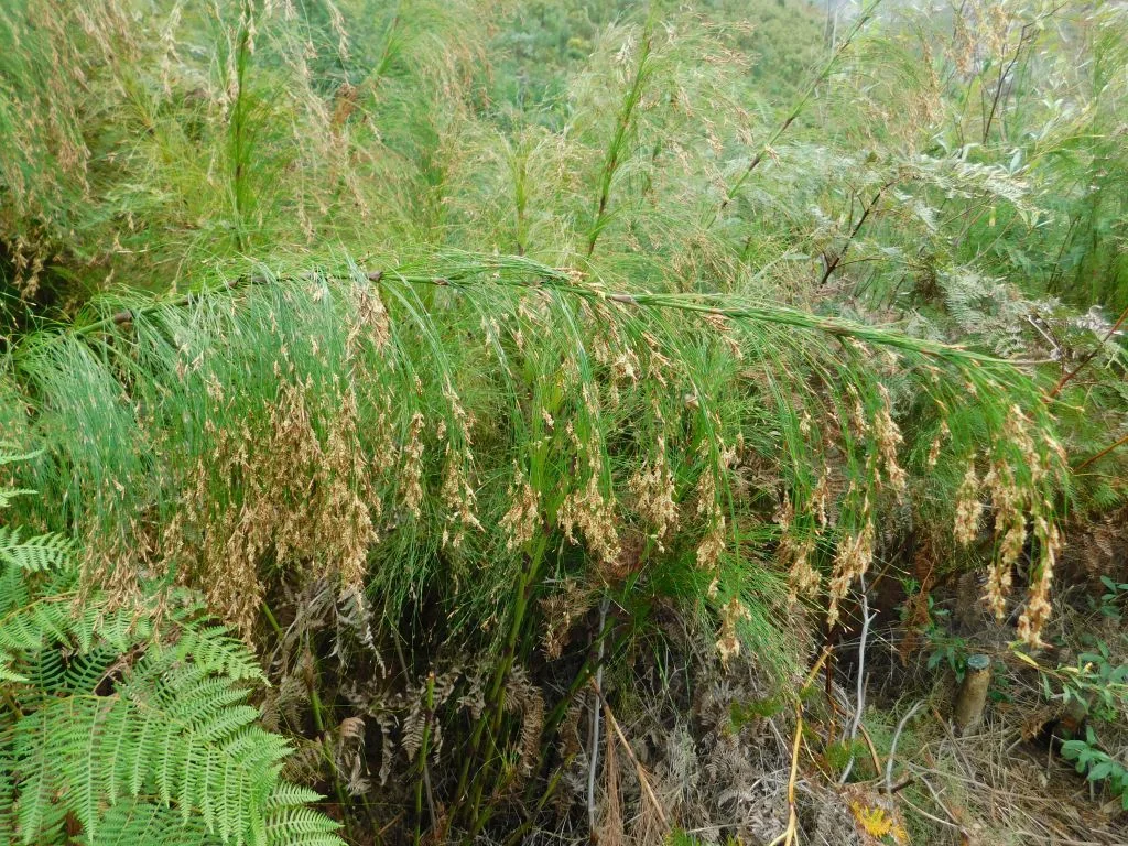 Ischyrolepis Subverticillata