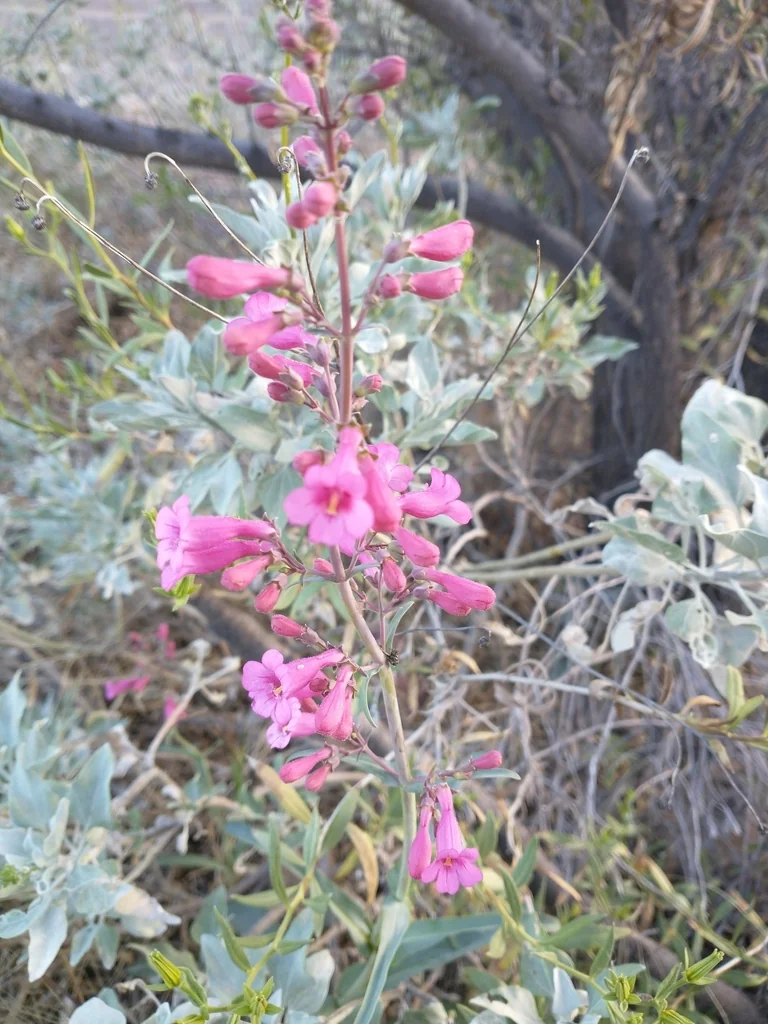 Penstemon Parryi
