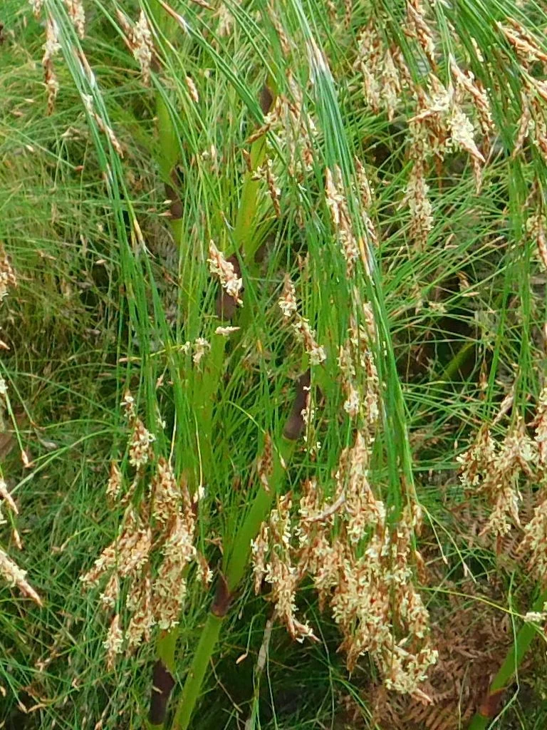 Ischyrolepis Subverticillata