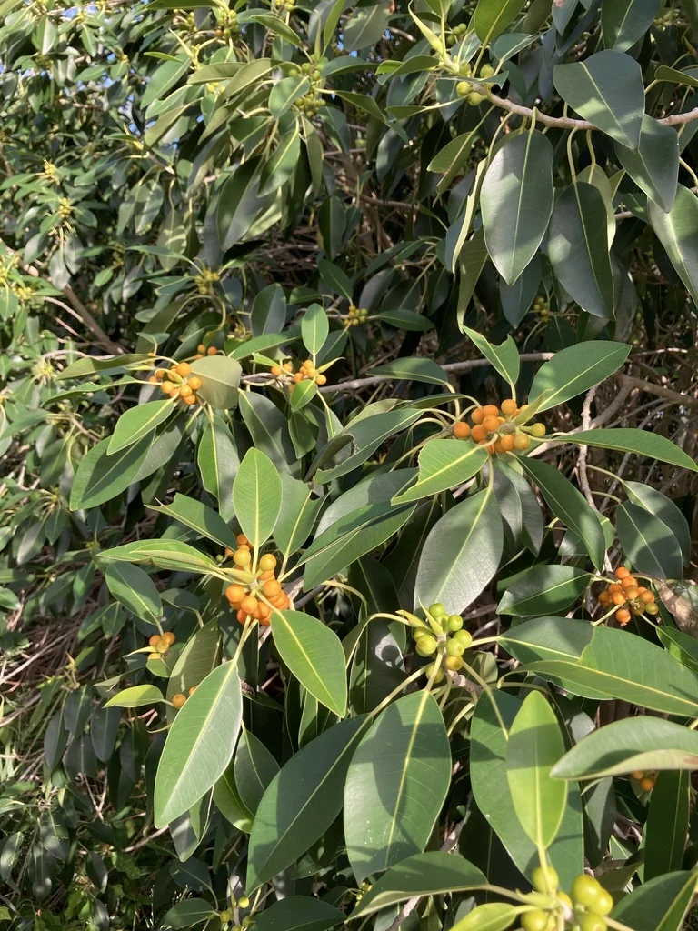 Ficus rubiginosa