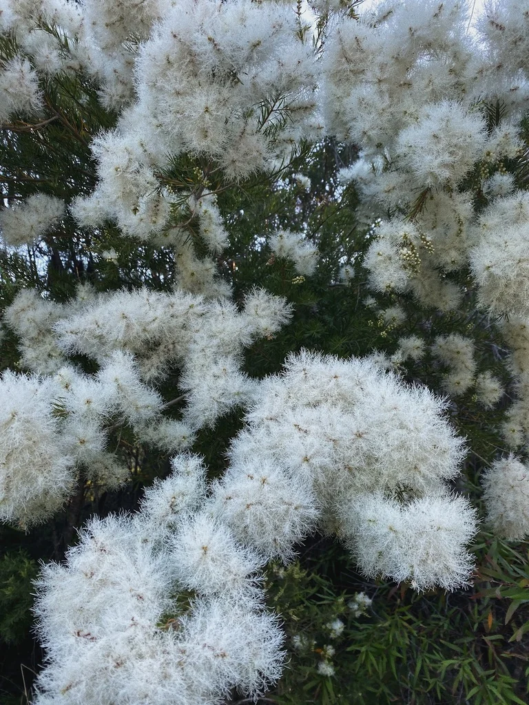 Melaleuca Linariifolia
