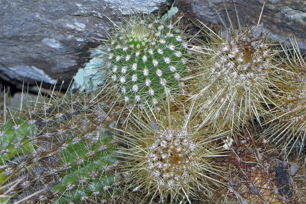 Echinopsis Huascha