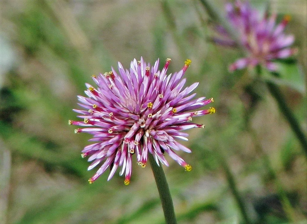 Gomphrena pulchella