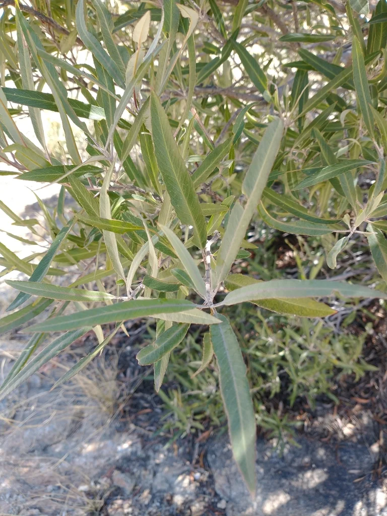 Vauquelinia Californica