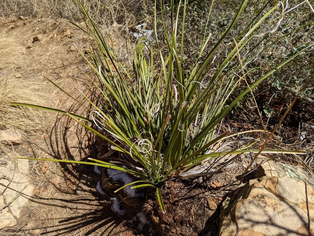 Nolina microcarpa