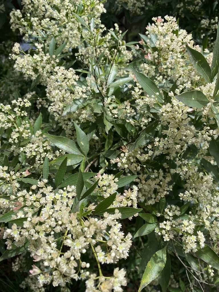 Ceratopetalum Gummiferum