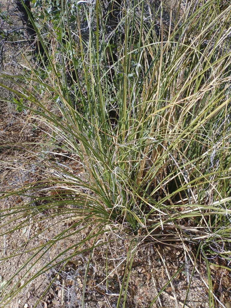 Nolina microcarpa